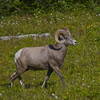 Bighorn sheep on an alpine meadow above Highline Trail