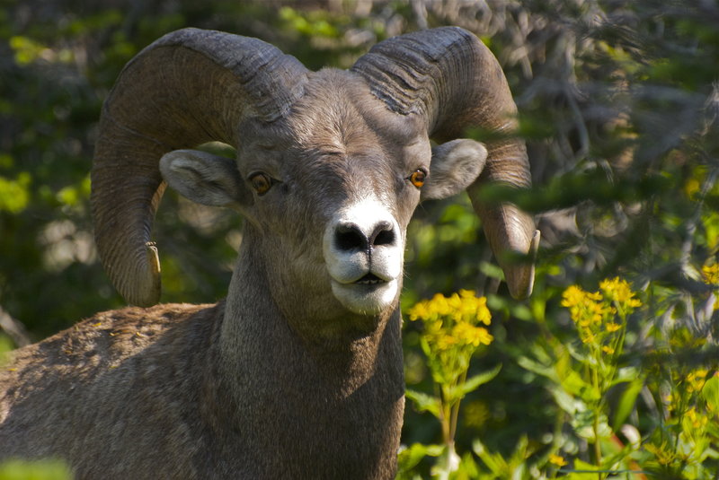 Bighorn sheep in the tree line.