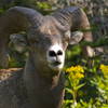 Bighorn sheep in the tree line.