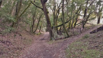 Canyon Trail on Stevens Creek.