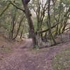 Canyon Trail on Stevens Creek.