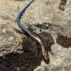 Five line Skink Hanging Rock SP.