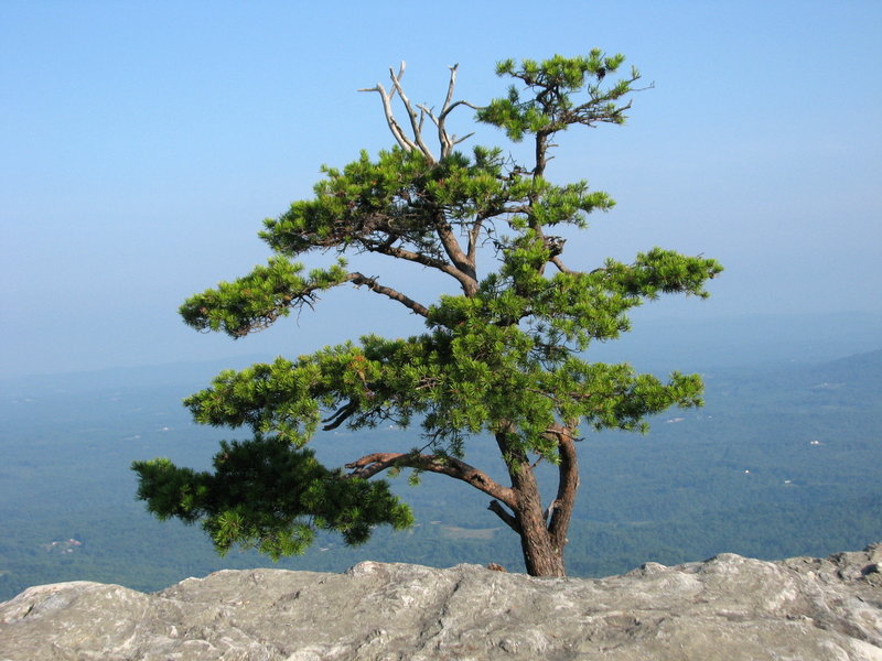 Moores Knob Hanging Rock SP, NC.