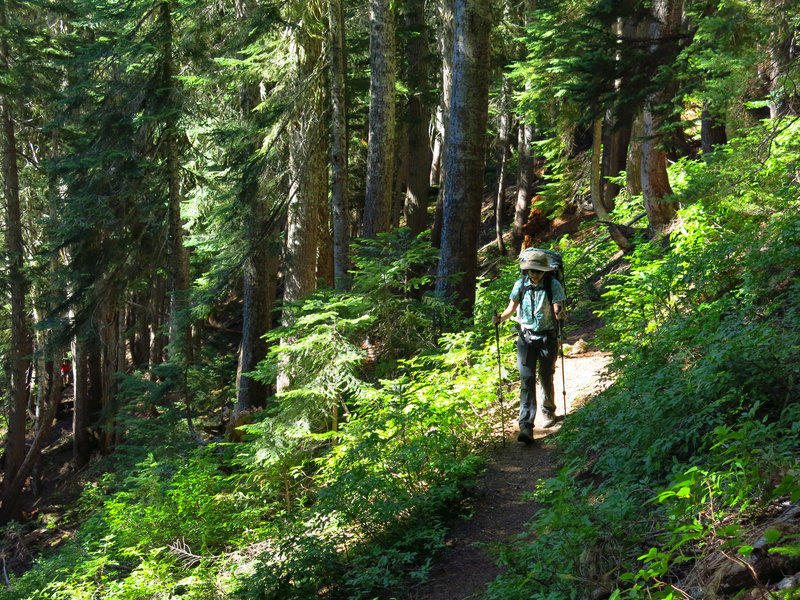 Heading up through the trees on Copper Ridge after leaving Boundary Camp.