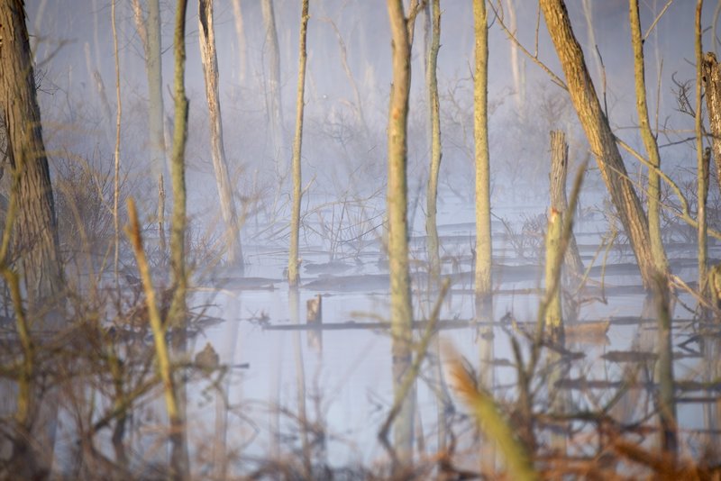 Early sun burning off the morning fog on the Great Marsh.