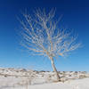 Rio Grande cottonwood (Populus deltoides subsp. wislizeni) on White Sands National Monument Dune Life Nature Trail