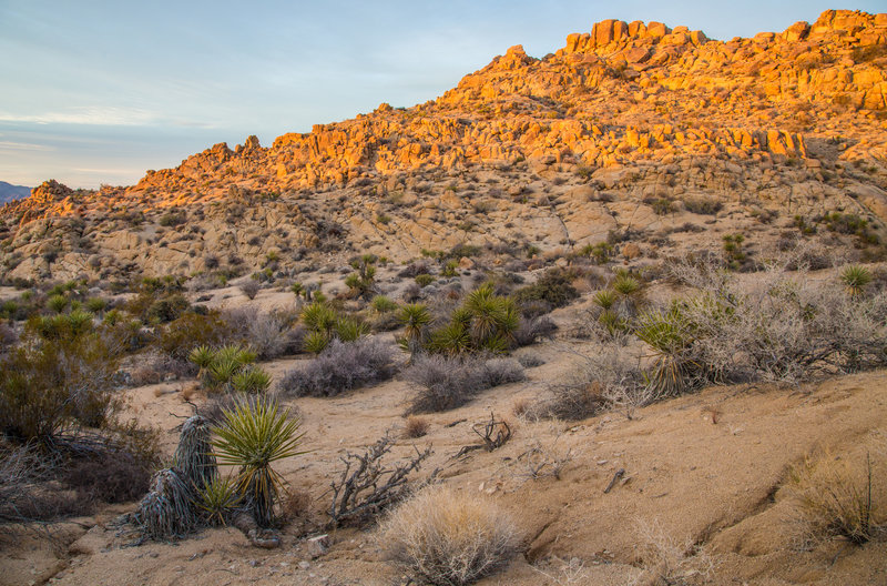 Lost Palms Oasis Trail / Cottonwood Spring