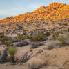 Lost Palms Oasis Trail / Cottonwood Spring