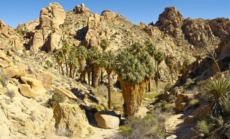 Descending into Lost Palms Oasis in Joshua Tree.