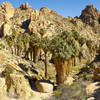 Descending into Lost Palms Oasis in Joshua Tree.