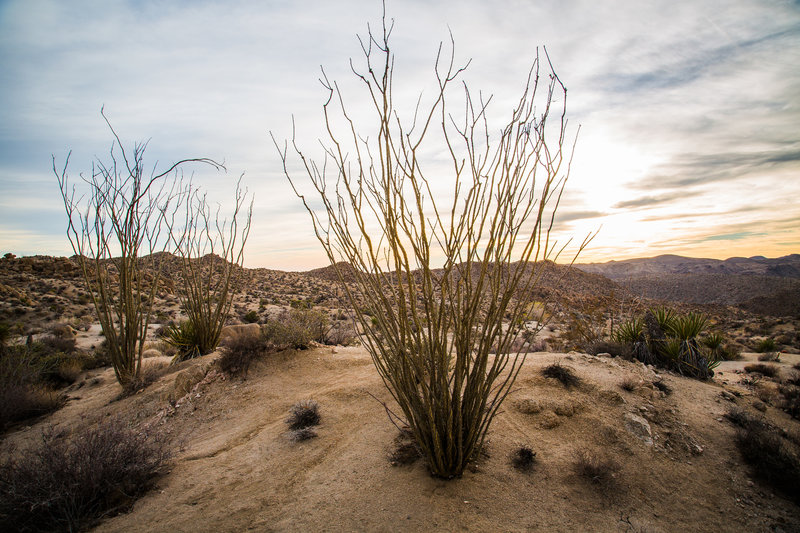 Lost Palms Oasis Trail / Cottonwood Spring