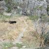 The Wapama Falls Trail as it works its way through the rock fields and wildflower area toward the end of the trail.