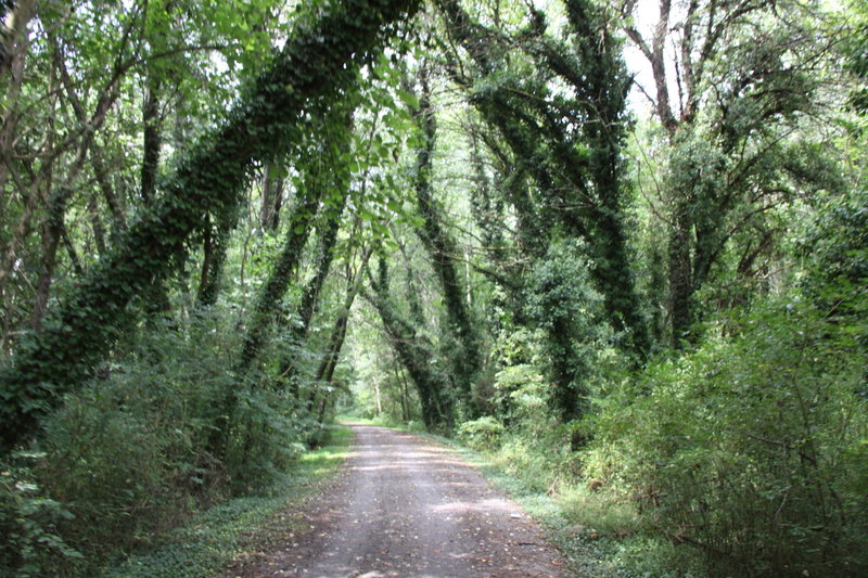 Enjoy the shade and abundant growth on this portion of the trail!