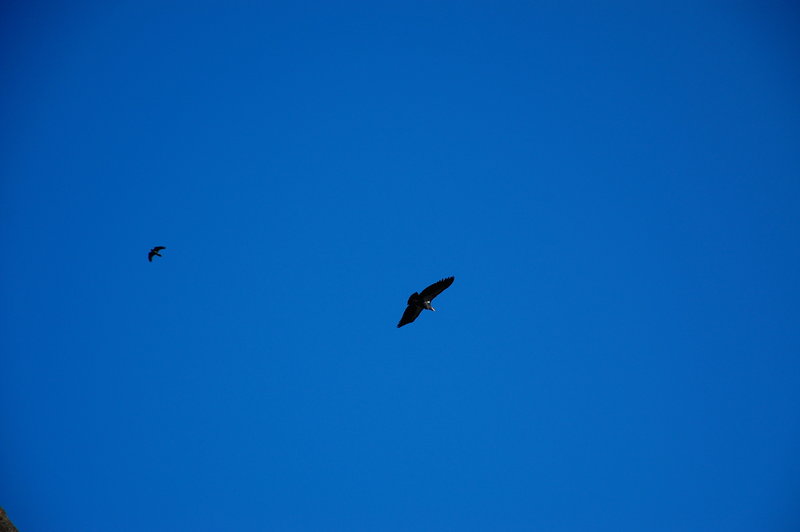 A California Condor circling above!