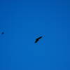 A California Condor circling above!