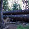 Trail running by some fallen trees.