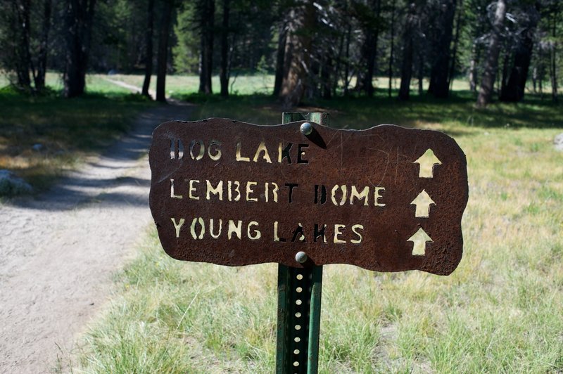 Trail leading from the parking lot to Dog Lake, Lembert Dome, and Young Lakes. The trails break off the further you walk along the sandy, gravel path seen here.