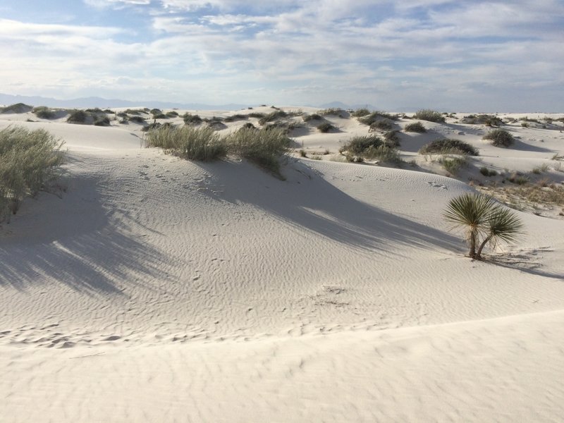 Dune vegetation.