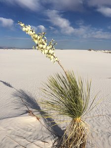 Flowering plant on the dunes.