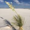 Flowering plant on the dunes.