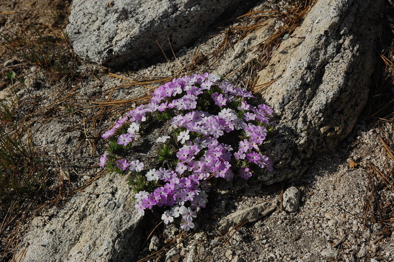 Beautiful wildflowers along North Dome Trail.