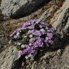 Beautiful wildflowers along North Dome Trail.