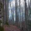 Climbing along the trail through the forest between Campsite 20 and Curry Mountain Trail.