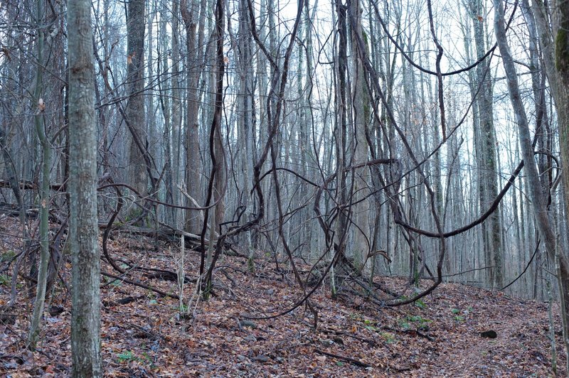 Grapevines hang in the trees along the trail between the Curry Mountain Trail and Campsite 19.