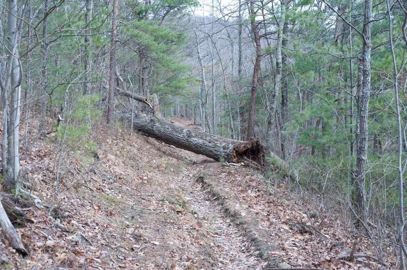 Tree blocks the trail, but it's easy to overcome. The trail is narrow past this point.