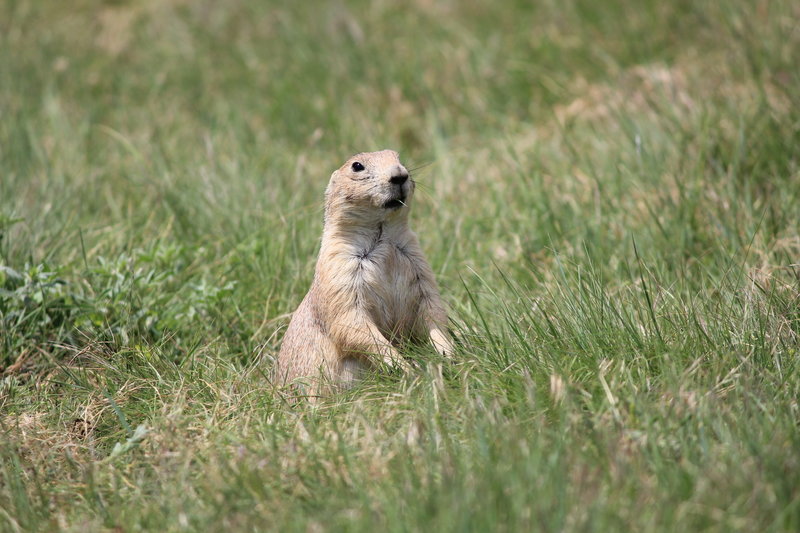 Prairie dog eating grass!