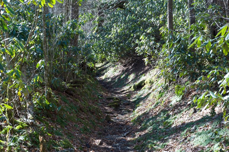 Road Prong Trail as it narrows and begins it's climb to Clingmans Dome Road and the AT.