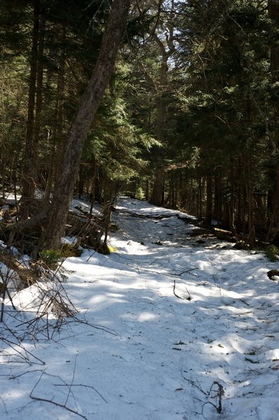 The higher elevations and the shade can allow you the opportunity to walk through the snow even though the trail is clear at lower elevations.