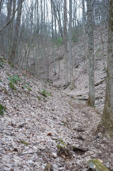 Climbing up the trail on the other side of Laurel Creek Road. The trail narrows and climbs sharply as it approaches Crib Gap