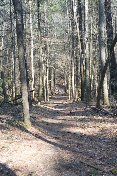 Finley Cane Trail as it moves away from Laurel Creek Road.