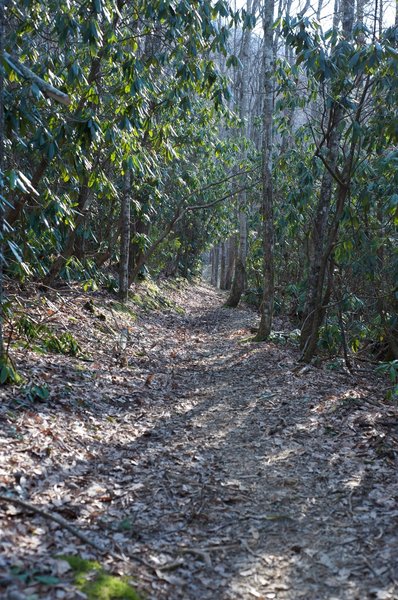 Looking back down the trail.