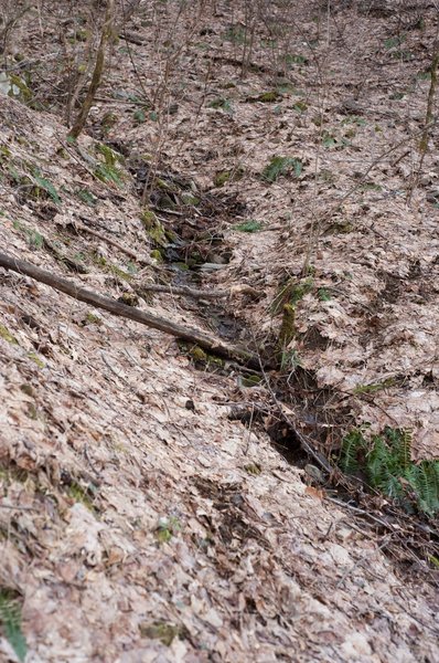 Little springs like this make their way down to the trail. Salamanders and mushrooms flourish in these environments.