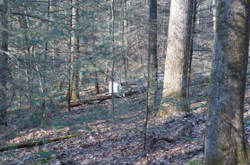 Boar trap sitting off the trail.