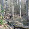 Water drains through the forest. It can make the trail wet, even if not a lot of water is flowing in the small creeks.