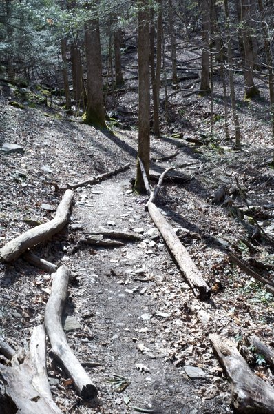 West Prong Trail climbing through the woods.