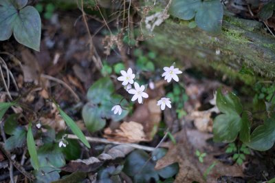 Wildflowers growing along the trail.