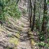 The trail is narrow in the woods.