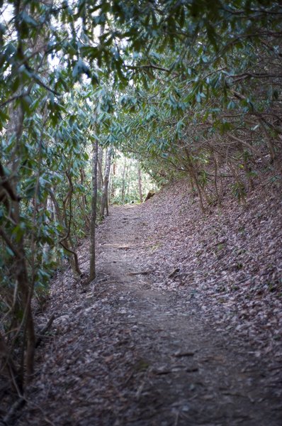 Trail working its way up to the Bote Mountain.