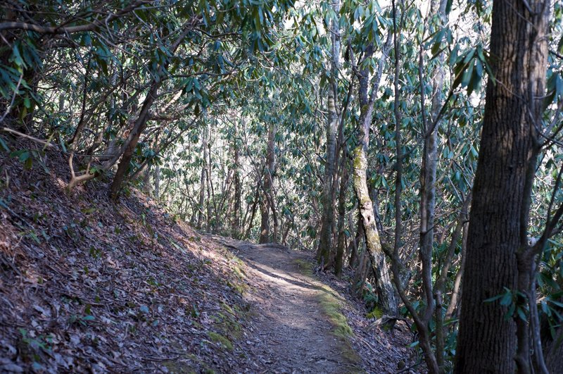 The trail is fairly narrow as it goes through a rhododendron grove.