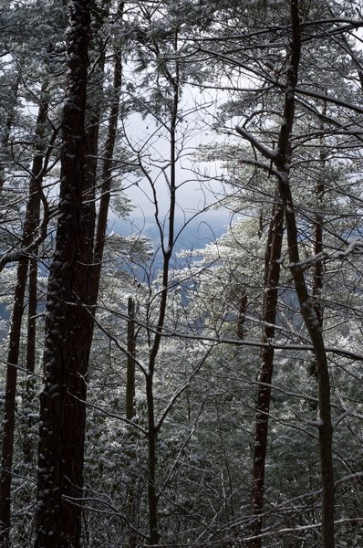 Snow on the trees during a winter outing.