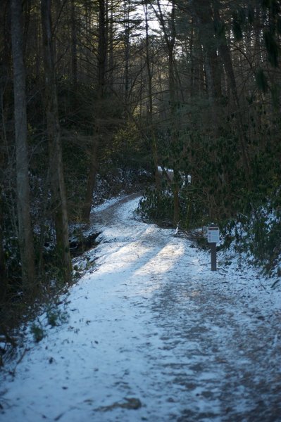 Bote Mountain Trail as it leaves Laurel Creek Road.