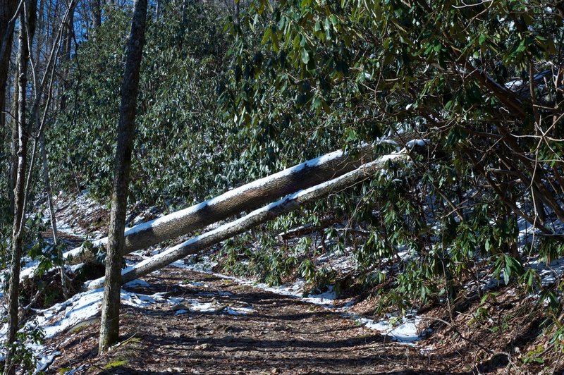 The wide Bote Mountain Trail works its way up Bote Mountain. Sometimes, downed trees are obstacles in the Smokies, although they are usually easy to get around.