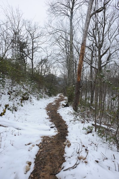 Even though the trail is relatively narrow, you'll notice that the forest doesn't crowd the trail at this point. This opens up some of the views as you climb.