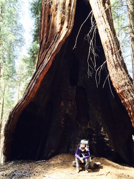 Hart Tree - One of the 20 largest sequoias.