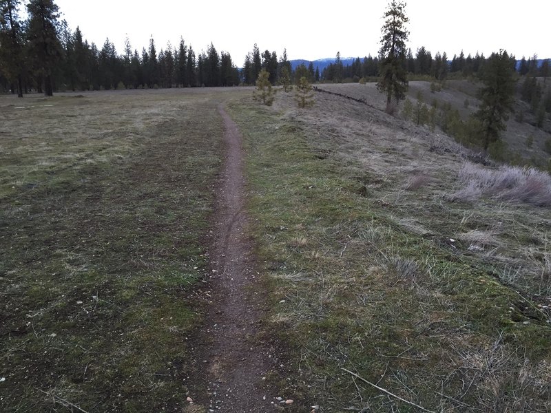 Top of the ridge, Trail 25 heading north.