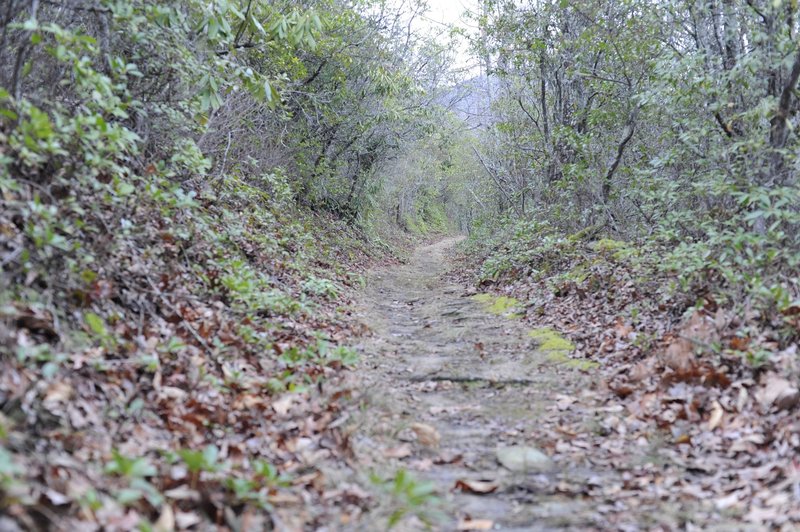 You can tell the road has been eroded as the bank rises high on the left side of the trail.